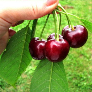 Саджанці черешні ранньої сорт Рокет, підщепа магалєпка Саджанці черешні ранньої сорт Рокет, підщепа магалєпка