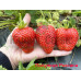 Клубника Роксана