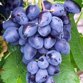 Виноград сорт Ромбик, полуупакованный