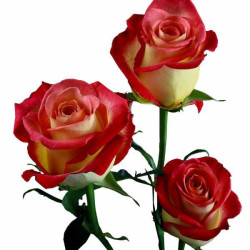 Троянди чайно-гібридні Троянди чайно-гібридні