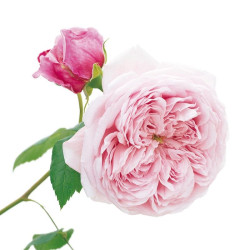 Ексклюзивні троянди Ексклюзивні троянди