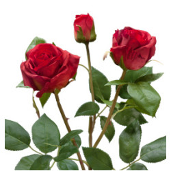 Троянди Флорібунда Троянди Флорібунда