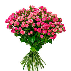 Троянди дрібноквіткові Троянди дрібноквіткові