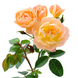 Плетисті троянди Плетисті троянди