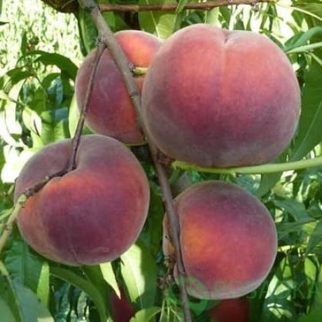 Персик поздний сорт Роял Джим, подвой миндаль Персик поздний сорт Роял Джим, подвой миндаль