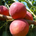 Персик поздний сорт Роял Джим, подвой миндаль