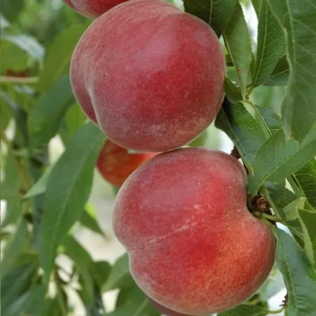 Персик сорт Роял Тайм, подвой миндаль