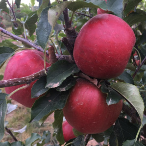 Яблуня зимова сорт Розелла, підщепа 54-118 Яблуня зимова сорт Розелла, підщепа 54-118