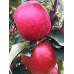 Яблоня зимняя сорт Розелла, подвой 54-118