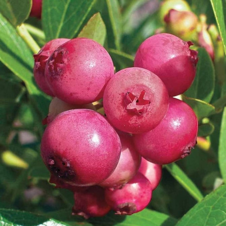 Саджанці лохини сорт Рожевий Лимонад 5 річні, конт. 20 л