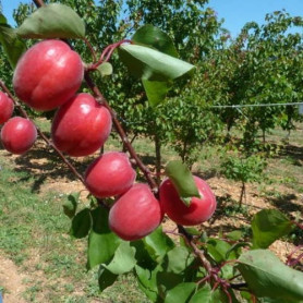 Абрикос ранний сорт Рубиста, подвой алыча