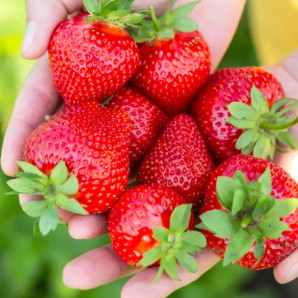 Полуниця сорт Румба в кассетах, 54 клітинок