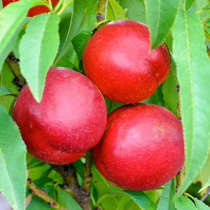 Нектарин сорт Рубиновый-7 (среднего срока созревания) Нектарин сорт Рубиновый-7 (среднего срока созревания)