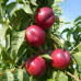 Нектарин сорт Рубиновый-7 (среднего срока созревания)