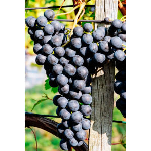 Виноград сорт Соломон, полуупакованный Виноград сорт Соломон, полуупакованный