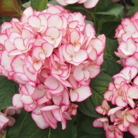 Гортензия крупнолистная Salsa, конт. 1 л Гортензия крупнолистная Salsa, конт. 1 л