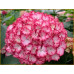 Гортензия крупнолистная Salsa, конт. 1 л