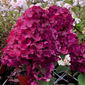 Гортензия Самарская Лидия 1 летняя, конт. P9 Гортензия Самарская Лидия 1 летняя, конт. P9