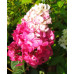 Гортензия Самарская Лидия 1 летняя, конт. P9
