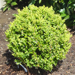 Самшит вечнозеленый Buxus sempervirens, конт. P9 Самшит вечнозеленый Buxus sempervirens, конт. P9
