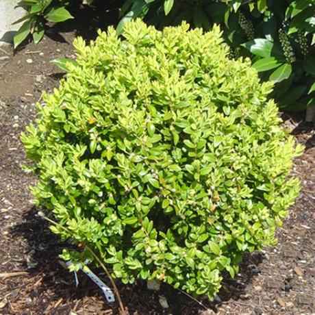 Самшит вечнозеленый Buxus sempervirens, конт. P9 Самшит вечнозеленый Buxus sempervirens, конт. P9