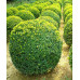 Самшит вечнозеленый Buxus sempervirens, конт. P9