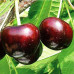 Саженцы черешни сорт Саммит