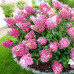 Гортензия Сандей Фрайз 2 летняя, конт. 2 л