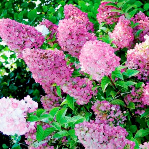 Гортензия Сандей Фрайз, конт. P9 Гортензия Сандей Фрайз, конт. P9
