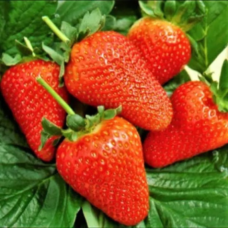 Полуниця сорт Сандра у касетах, 84 комірки