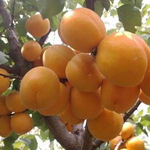 Абрикос сорт Сандроп, подвой алыча Абрикос сорт Сандроп, подвой алыча
