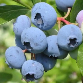 Саженцы голубики сорт Санрайз 1 летние, конт. P9