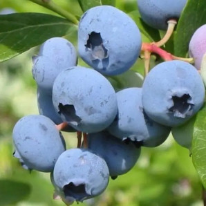 Саджанці лохини сорт Санрайз 1 річні, конт. P9 Саджанці лохини сорт Санрайз 1 річні, конт. P9