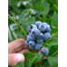 Саженцы голубики сорт Санрайз 1 летние, конт. P9