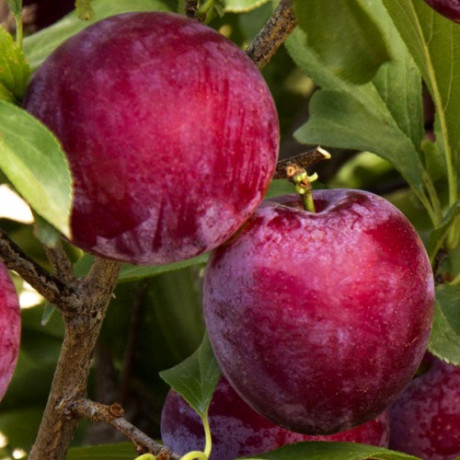 Алича (диплоїдна слива) сорт Санта Роза, підщепа алича Алича (диплоїдна слива) сорт Санта Роза, підщепа алича