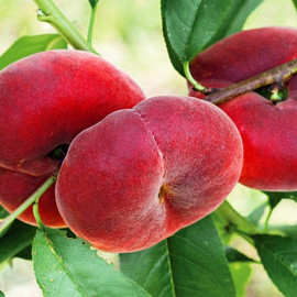 Персик инжирный сорт Сатурн