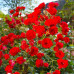 Саженцы роз Scarlet Meillandecor