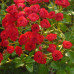 Саженцы роз Scarlet Meillandecor