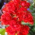 Саженцы роз Scarlet Meillandecor
