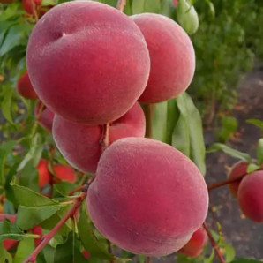 Персик  сорт Сенхейвен, підщепа маньчжурський персик