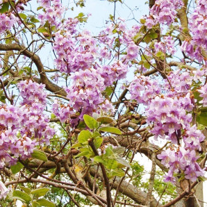 Саджанці павловнії сорт Шан Тонг, высокий конт. 3.5 л Саджанці павловнії сорт Шан Тонг, высокий конт. 3.5 л