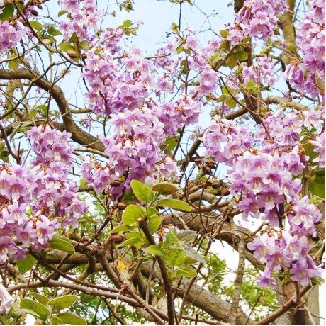 Саджанці павловнії сорт Шан Тонг, высокий конт. 3.5 л Саджанці павловнії сорт Шан Тонг, высокий конт. 3.5 л