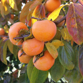 Хурма сорт Шарон 1 річна, напівупакована