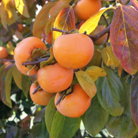 Хурма сорт Шарон 1 річна, напівупакована