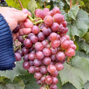 Виноград сорт Щелкунчик, 125-140 дней, конт. 1.7 л Виноград сорт Щелкунчик, 125-140 дней, конт. 1.7 л