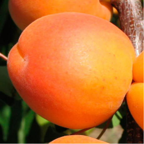 Абрикос сорт Шедевр, подвой алыча Абрикос сорт Шедевр, подвой алыча