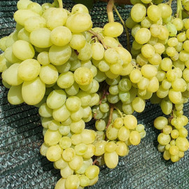 Виноград сорт Шерлок, 125-135 дней, конт. 1.7 л