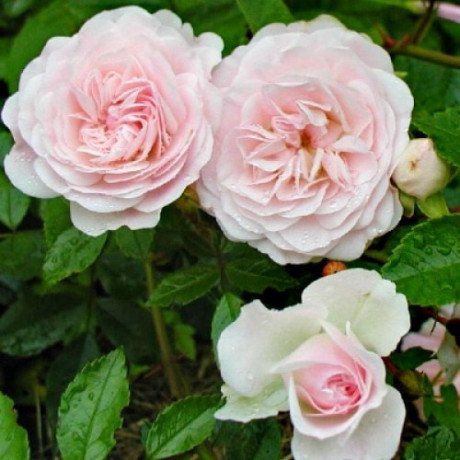 Саженцы роз Sea Foam