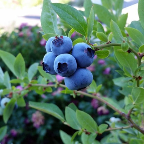 Саджанці лохини сорт Сієрра 1 річні, конт. P9 Саджанці лохини сорт Сієрра 1 річні, конт. P9