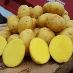 Семенной картофель Скарб, 90-100 дней, 2 репродукция Семенной картофель Скарб, 90-100 дней, 2 репродукция